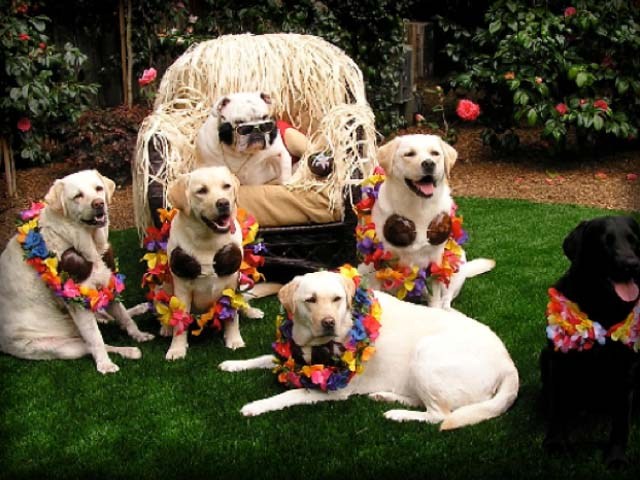 Labrador mafia. Doge gang. Such cool much wow.