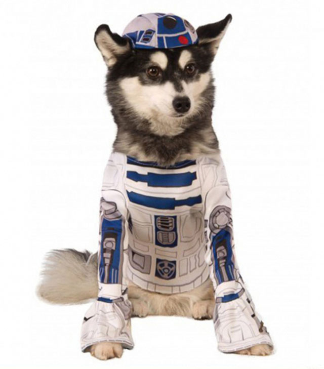 R2D2 dog cosplay.