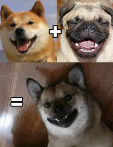 Shiba inu and pug hybrid. Doge pug. Doge the pug. Pug doge.