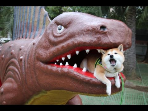 Brutal dinosaur eats doge. Oh noes. Doge in trouble.