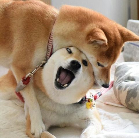 Doge eat doge, shiba inu, doge extreme