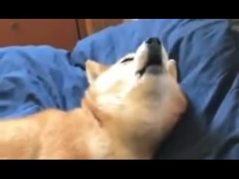 meh doge, such sleepy, much tired, massive shibe