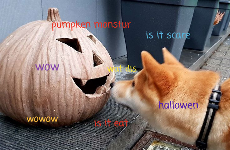 Doge meets halloween pumpkin. Wat dis. Is is eat or is it scare? Wow. Such halloween.