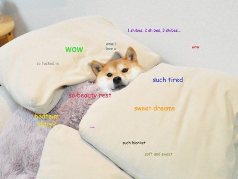 Sleepy shibe in bed. Bedtime story. 1 shibe 2 shibes 3 shibes... Such tired, sweet dreams. Wow.