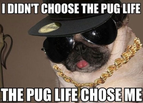 Pug thug life. Pug wearing glasses, had and gold chain. He didn't choose the pug life. The pug life chose him. Wow.