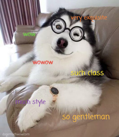 Stylish doggo with glasses and fancy watch. Much style. So gentleman. Very exquisite. Wow.