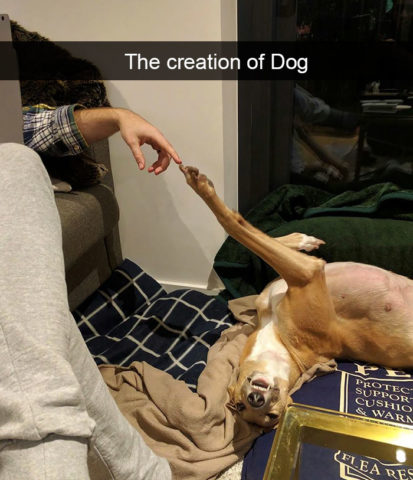 The creation of dog. Human and doggo reproducing famous Michelangelo painting. Wow.