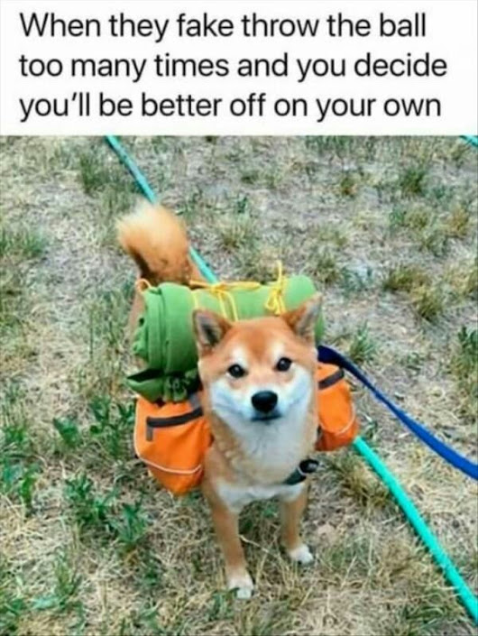 Small doge wearing backpack. Wow.