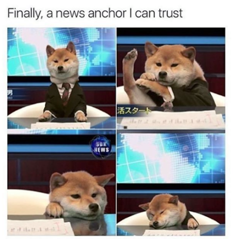 Adorable shibe working as newscaster. Finally a news anchor we can trust. Wow.