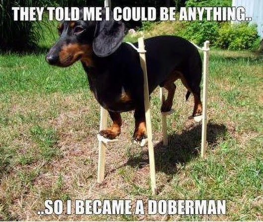 Dachshund using stilts to look like a doberman wow.