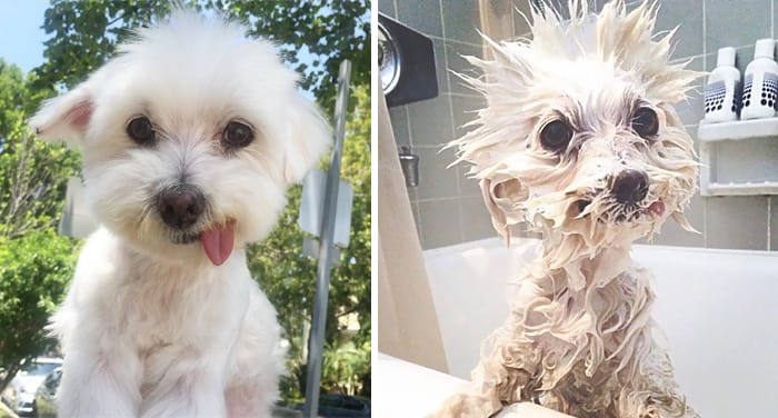 Fluffy white dog before and after bath.