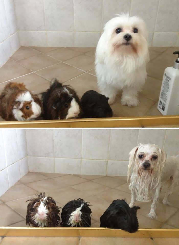 Dog and three hamsters before and after bath.