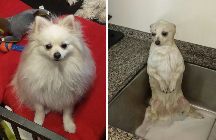 Where is my fluff?! Before and after bath doggo.