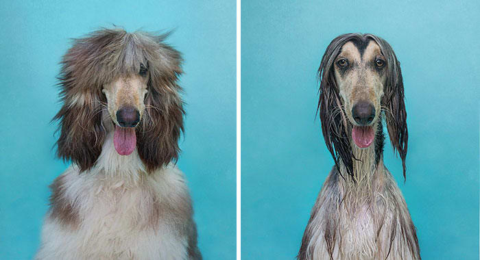 Stylish before and after bath dog.