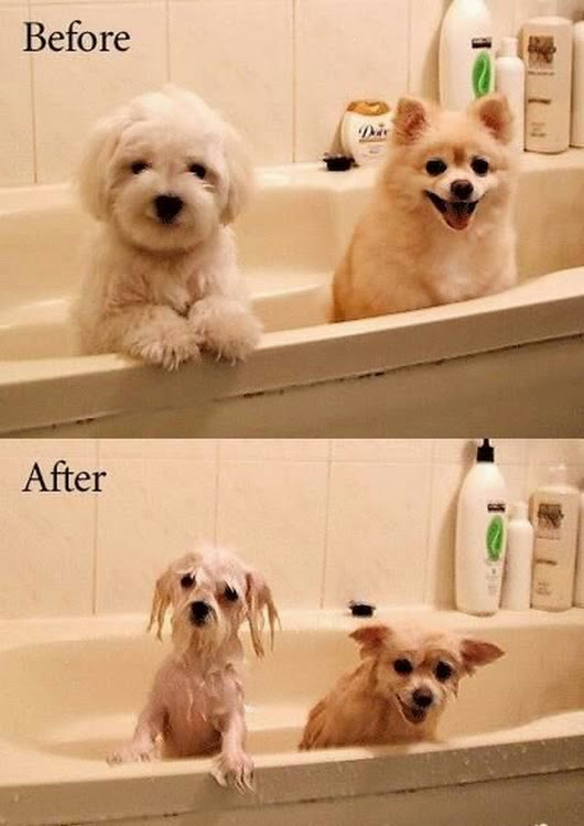 Two cute doggos before and after bath. Wow.