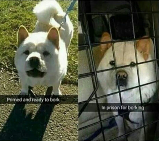 Doggo put in jail for abusive borking. Wow.