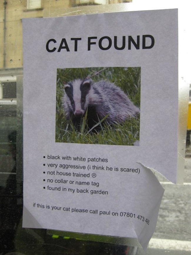 Poster: Cat found! Scared and agresive. Bamboozled. It's a badger.