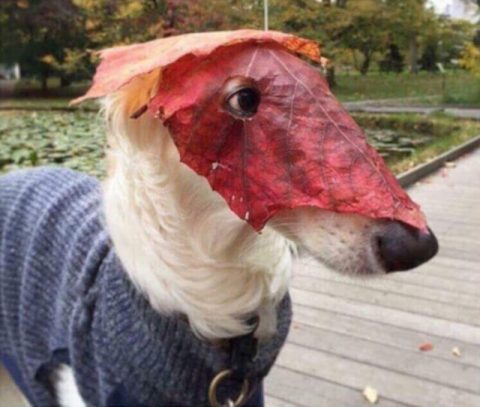 Doggo with leafpox disease. (Bamboozled. Its just leaf. Wow)