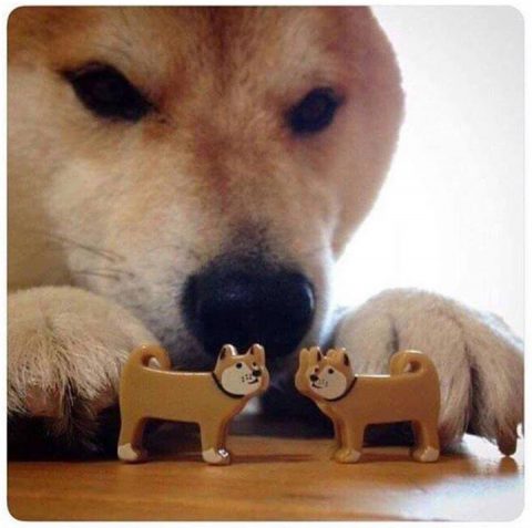 Doge seting up doggo kissing scene with two doggo figures. Now kiss.