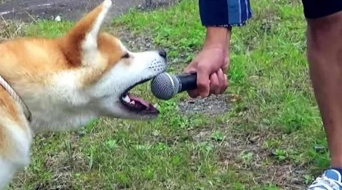 Doggo musician singing Bestest Bork to a microphone.