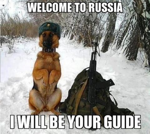 Dog with a russian hat sitting in the middle of nowhere next to a backpack and machinegun. Welcome to Russia.