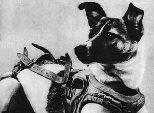 Black and white photography of Laika - The Soviet Space Dog.