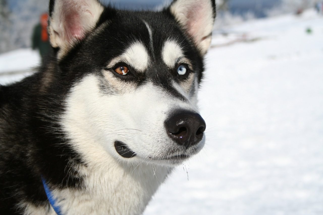 Bi color eyed husky looking right at you.