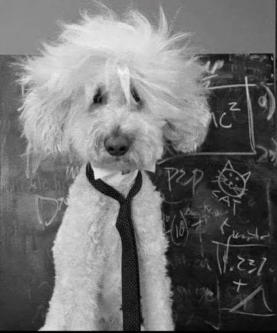 Black and white photograph of a dog that looks like Albert Einstein. Wow.