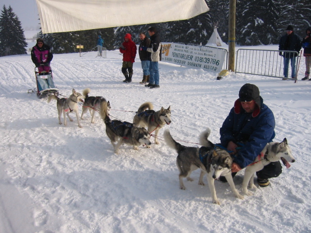 Hysky dog sled in preparation for a ride.