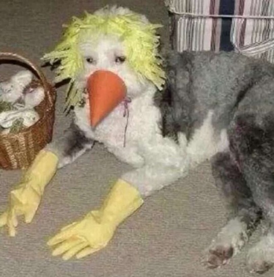 Man bird dog monster. Cursed image 12567.