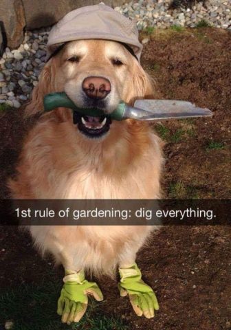 Gardener dog ready to dig. Caption: First rule of gardening - dig everything.