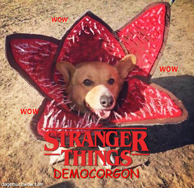 Dog posing for the special episode of Stranger Things - Democorgon.