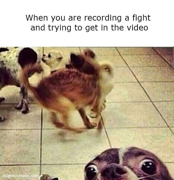 When you are recording a fight and trying to get in the video: Dog looking like he is taking a selfie while other dogs fight in the background.