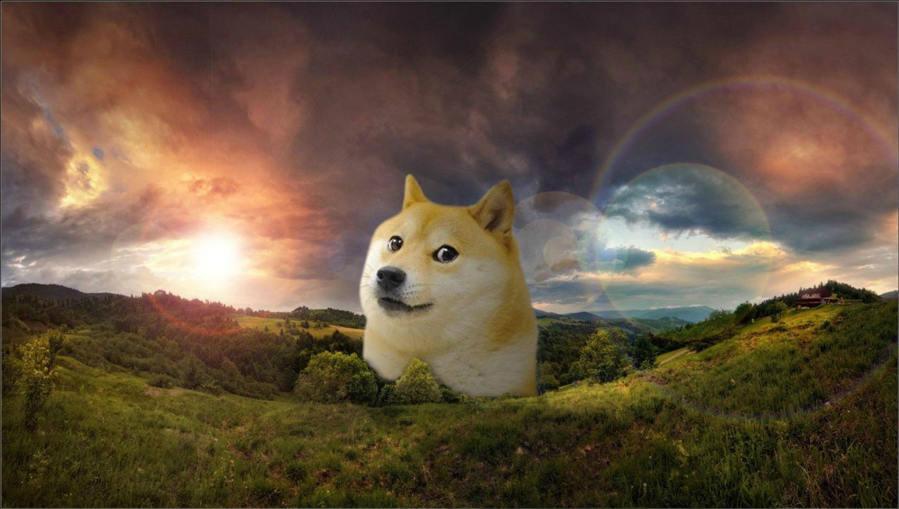 Doge watching beatiful sunset.