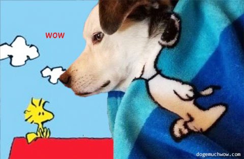 Dog under a Snoopy blanket looks totally like snoopy. Wow.