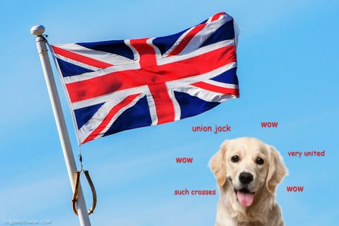 Labrador retriever with the Union Jack. Such crosses. Very united. Wow.