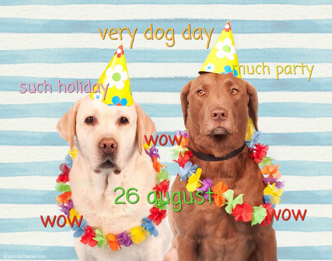 Two doggos wearing party hats and celebrating national dog day. Such holiday. Much party. Wow.