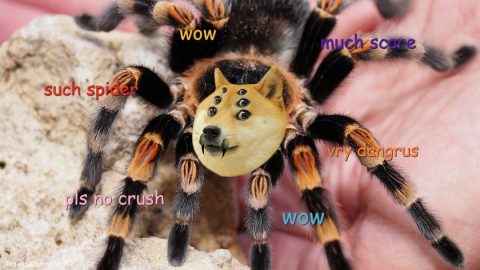 Rare picture of dogelantula - weird mix between doge and tarantula. Wow.