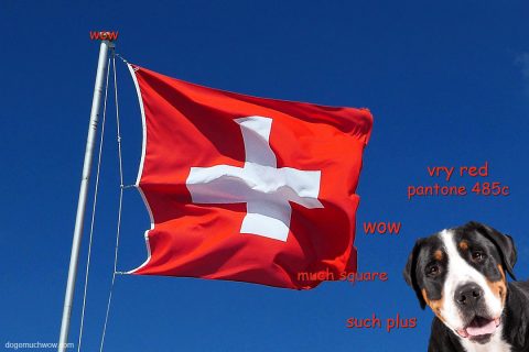 Dogs With Flags: Flag of the Switzerland. Swiss mountain dog in front of square shaped Switzerland national flag. Vry red. Much square. Such plus. Wow.