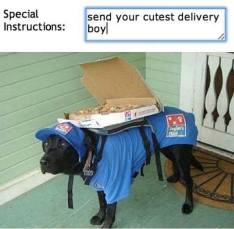 Caption: Send your cutest delivery boy. Pizza delivery dog with a pizza box on its back. Wow.