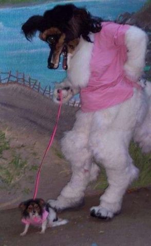 Cursed dog walker. Person wearing bizzare dog costume and walking small doggo.