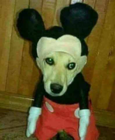 Cursed image of a dog wearing Mickey Mouse costume.