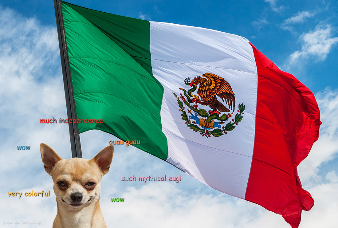 Chihuahua next to colorful flag of Mexico. Much independence. Such mythical eagle. Guau guagu.