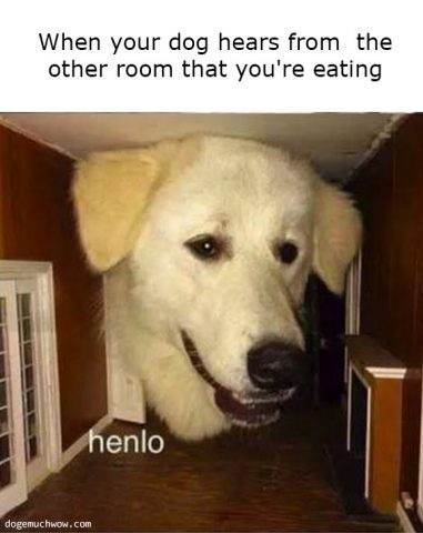 When your dog hears from the other room that you are eating. Picture of a giant dog head snoopin. Henlo wow.