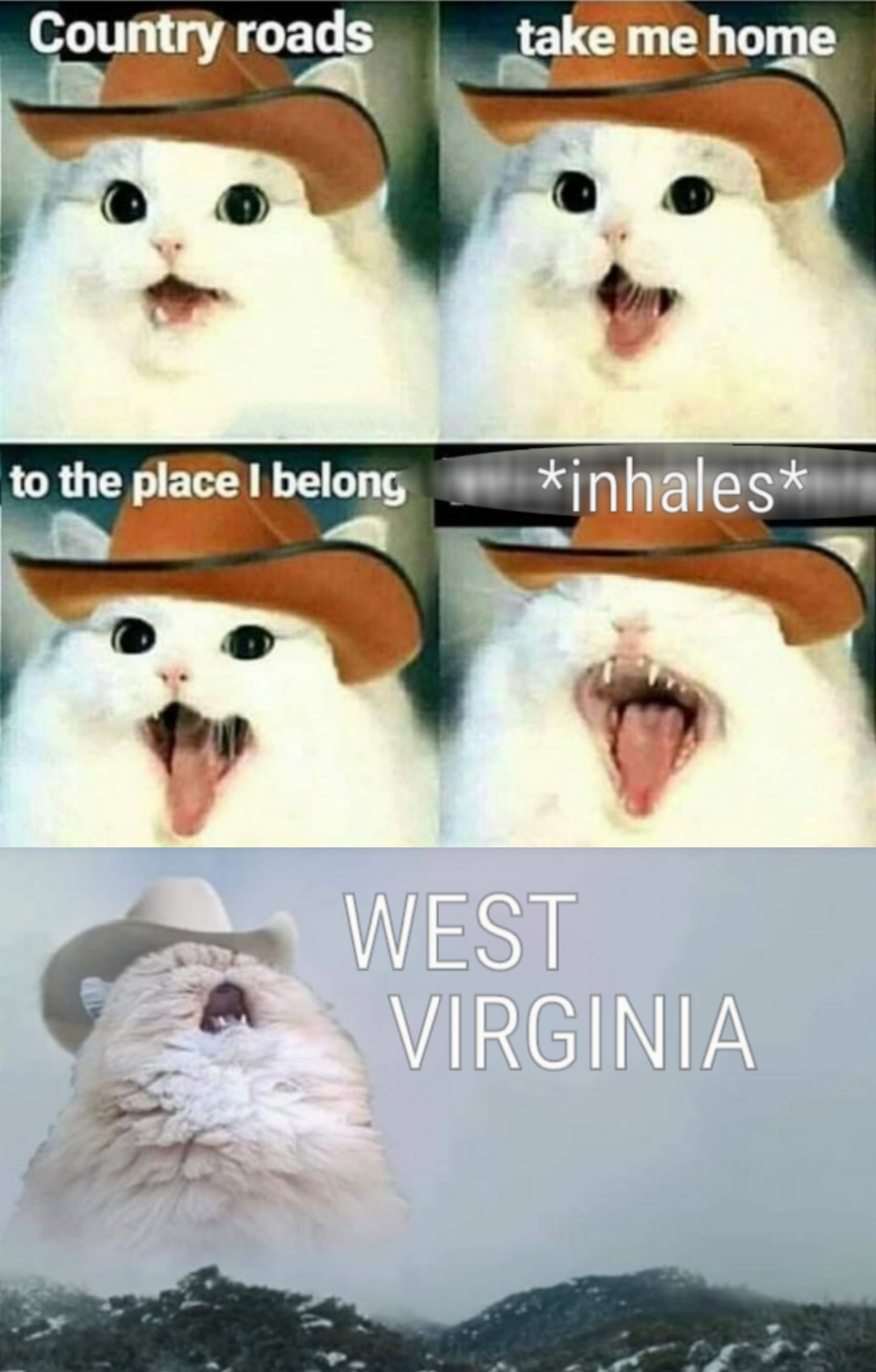 Cat Cowboy Hat Meme : Search cat and the hat Memes on me.me - 10000 ...