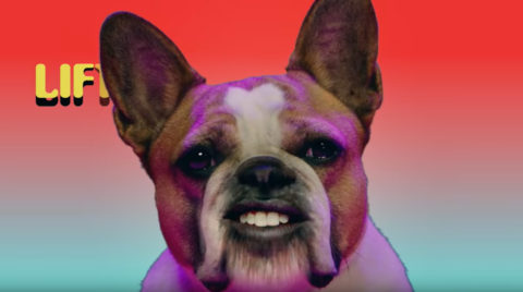 Doggo from Panda Bears Buoys music video.