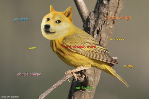 Birde - a bird with doge head. Captions: Wow. Bird is such word. Chirpe chirpe. Giv seed. Wow.