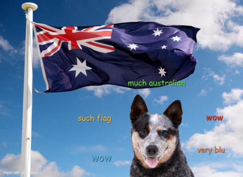 Australian cattle dog with an Australian flag. Such flag. Much Australian. Wow.