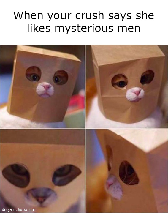 When your crush says she likes mysterious men. Various pictures of a cat wearing paper bag mask. Much mysterious. Wow.