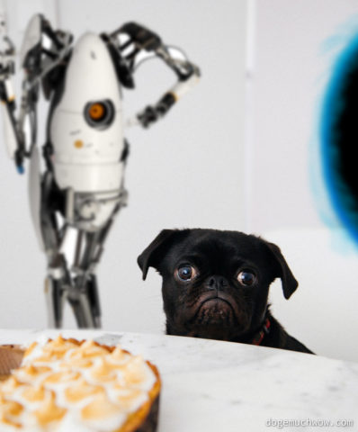 Sad black pug next to a cake. The cake is not a lie but the taste is horrible. Maybe Portal 3 should be Master Chef on steroids. P-body robot and blue portal in the background.